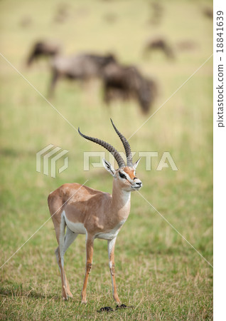 Grant's gazelle (Nanger granti) in the wild 18841639