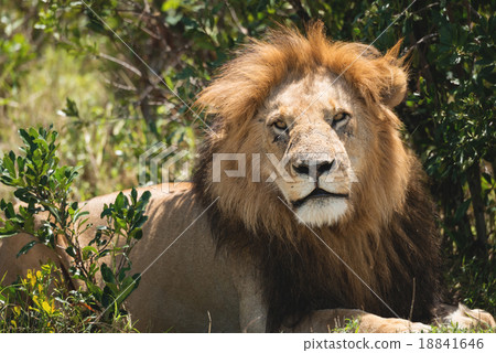 Lion (Panthera leo) in the wild Lion (Panthera leo) in the wild 18841646