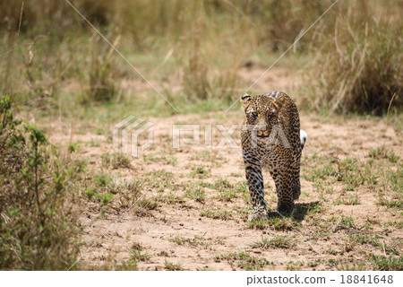 African leopard in the wild African leopard in the wild 18841648