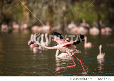 Flamingos taking off 18841649