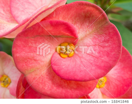 crown of thorns crown of thorns 18841846