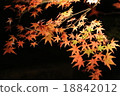 Light up of autumn leaves 18842012