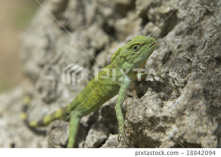 Kinoboritokage 18842094