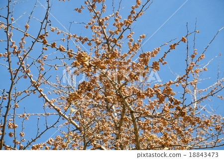 Ginkgo ginkgo ginkgo 18843473