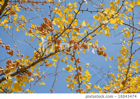 Ginkgo ginkgo ginkgo 18843474