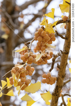 銀杏銀杏 銀杏銀杏 18843480