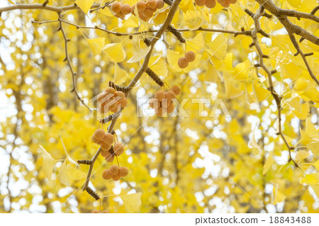 Ginkgo ginkgo ginkgo 18843488