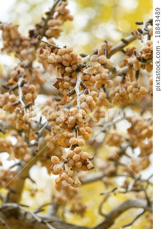 Ginkgo ginkgo ginkgo 18843489