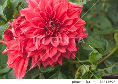 Some beautiful red flower blossom in nature 18843692