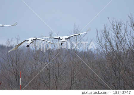 Cranberries 18843747