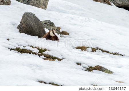 chamois deer on snow portrait 18844157