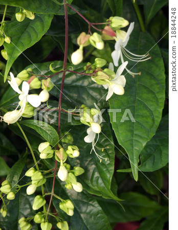 庫拉龍膽 18844248