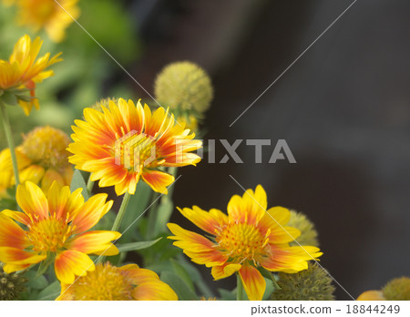 Gaila Ludia Sun Dream 18844249