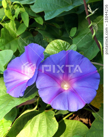 王朝牽牛花;琉球牽牛花; 18844256