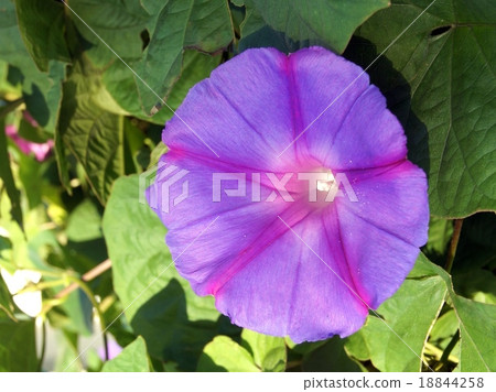 Dynasty morning glory; Ryukyus morning glory; Dynasty morning glory; Ryukyus morning glory; 18844258