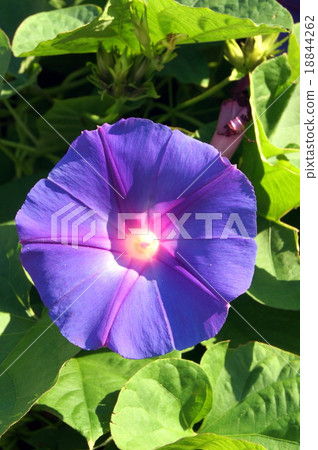 Dynasty morning glory; Ryukyus morning glory; 18844262