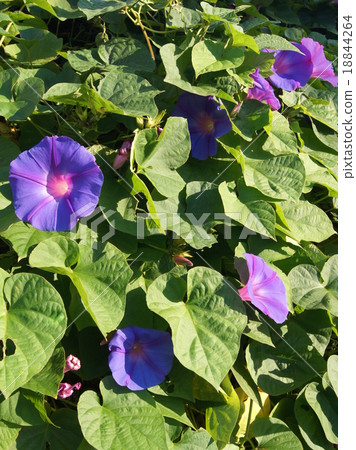 王朝牽牛花;琉球牽牛花; 18844264