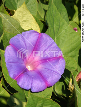 王朝牽牛花;琉球牽牛花; 18844301