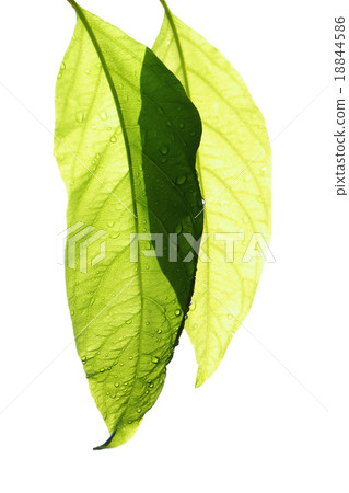 fresh leaf isolate 18844586