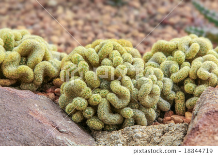 Group of Cactus. 18844719