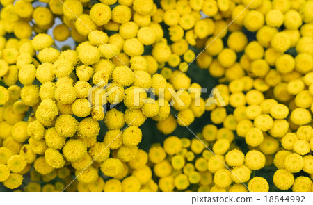 Perennial herb.Tansy (Tanacetum) 18844992
