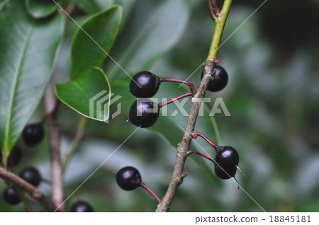 Sakaki堅果 18845181