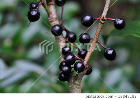 Sakaki nuts Sakaki nuts 18845182