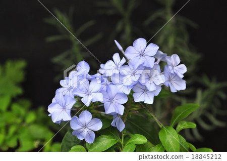 Ruri Matsuri 18845212