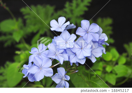 Ruri Matsuri 18845217