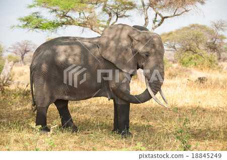 african elephant in the wild african elephant in the wild 18845249