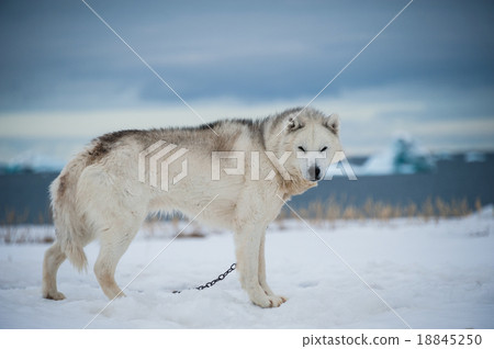 Greenland dog Greenland dog 18845250