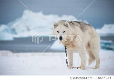 Greenland dog in Qeqertarsuaq, Greenland Greenland dog in Qeqertarsuaq, Greenland 18845251