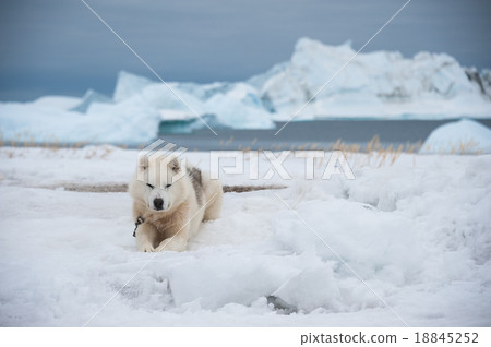 Greenland dog in Qeqertarsuaq, Greenland Greenland dog in Qeqertarsuaq, Greenland 18845252
