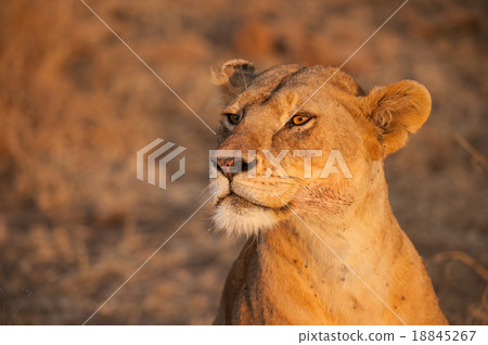 Female lion in Serengeti National Park, Tanzania 18845267