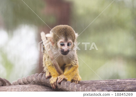 Squirrel monkey squirrel monkey Squirrel monkey squirrel monkey 18845269