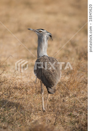 Kori Bustard (Ardeotis kori) Kori Bustard (Ardeotis kori) 18845620