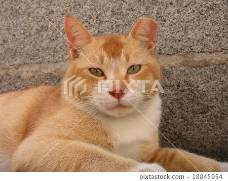 Stray cat boss in Singapore 18845954