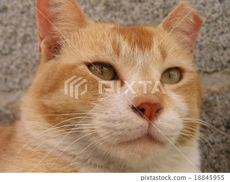 迷路貓老闆在新加坡 18845955