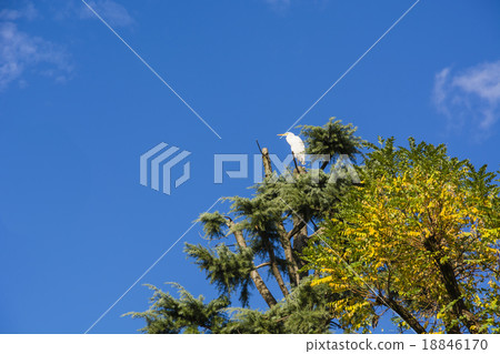 Kojiki在樹上 18846170