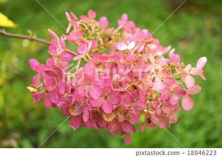 Minasuki在秋天改變顏色 18846223