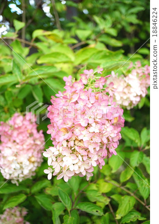 Minasuki在秋天改變顏色 18846224