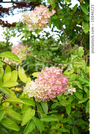 Minasuki changes color in fall 18846225