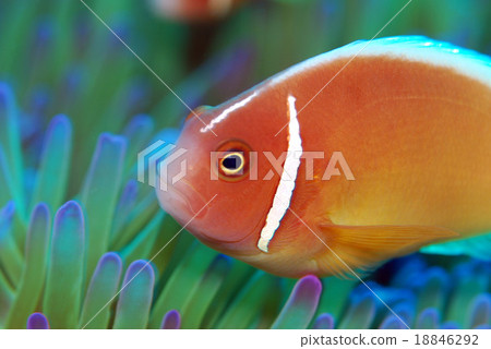 Hanabira Anemone fish 18846292