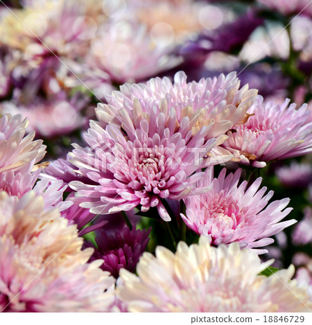 Pink Chrysanthemum  in closed-up. 18846729