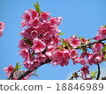 Cherry blossoms 18846989