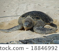 Sea turtle 18846992