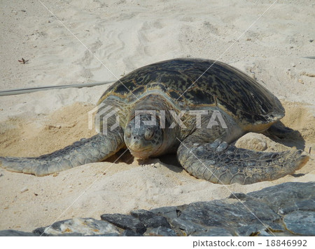 Sea turtle Sea turtle 18846992