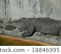 Zoo crocodile 18846995