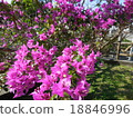 Bougainvillea 18846996