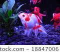 Goldfish   18847006